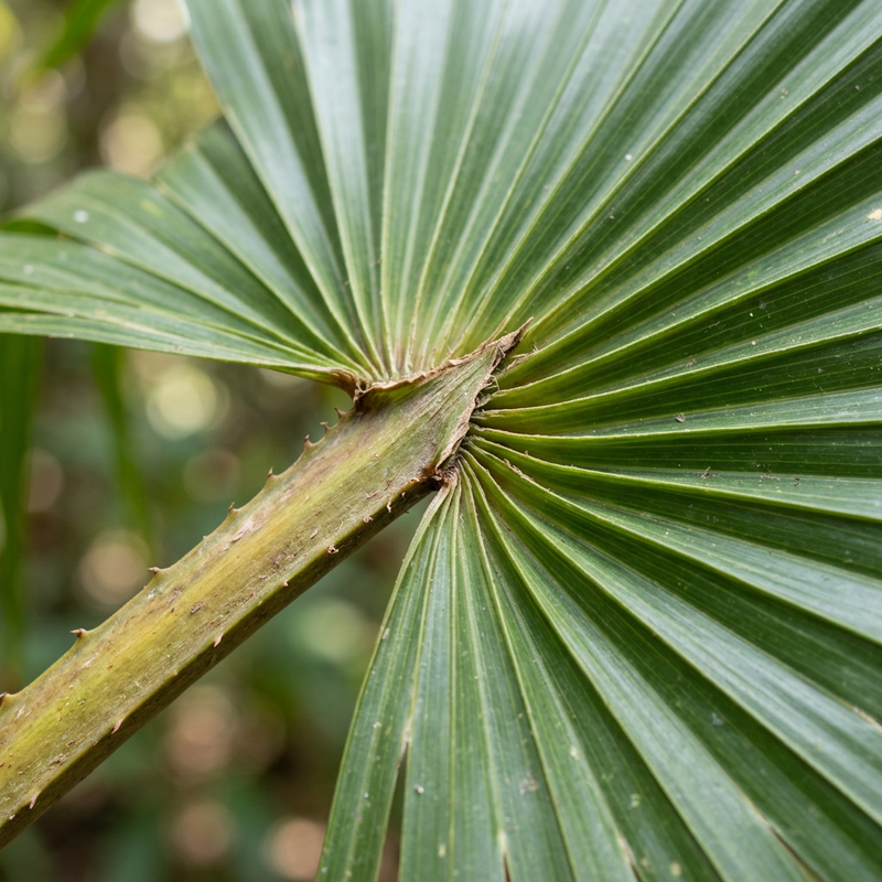 Palmier parapluie chinois (Livistona chinensis), illustration IA