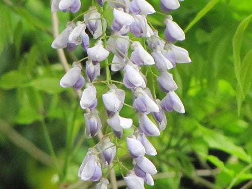 Glycine chinoise — Bild 5
