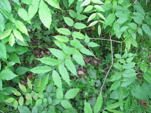 Glycine chinoise — Bild 4