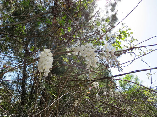 Glycine chinoise — Bild 2