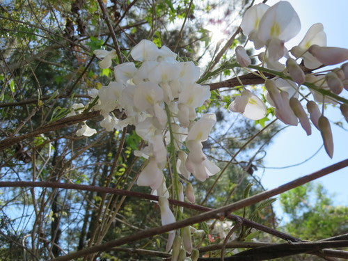 Glycine chinoise — Bild 3