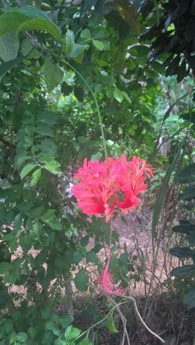 Guimauve chinoise à la rose — Bild 5