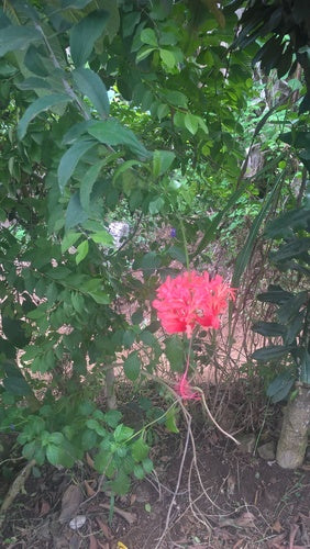 Guimauve chinoise à la rose — Bild 3
