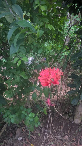 Guimauve chinoise à la rose — Bild 2