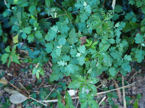 Chrysanthèmes — Bild 2