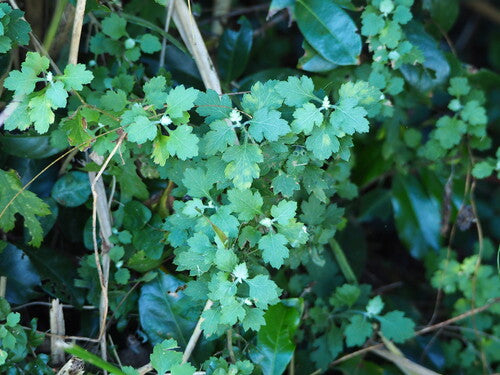 Chrysanthèmes — Bild 3