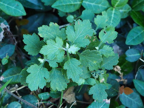 Chrysanthèmes — Bild 4