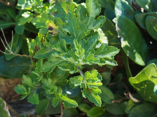 Chrysanthèmes — Bild 1