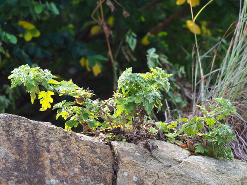 Chrysanthèmes — Bild 5