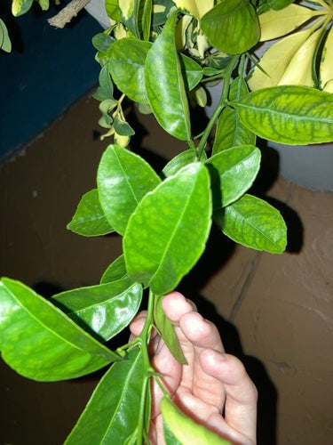 Agrumes Limonia — Bild 2