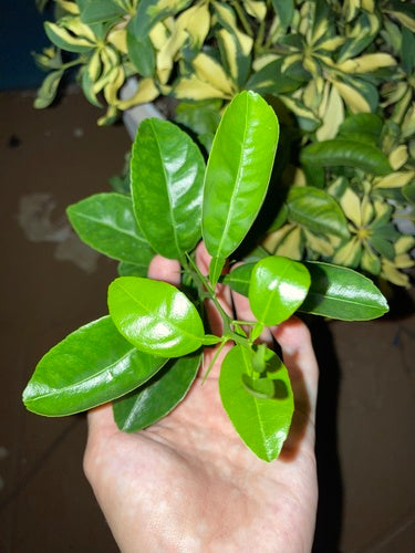Agrumes Limonia — Bild 3