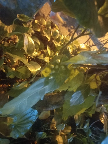 Figue en grappe — photo 1 sur 8