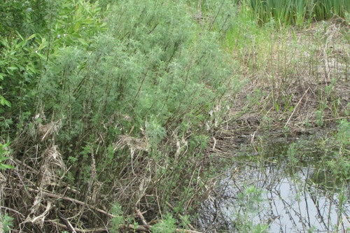 Herbe de cola — photo 3 sur 8