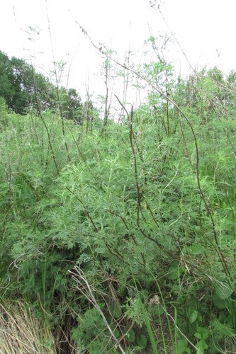 Herbe de cola — photo 4 sur 8