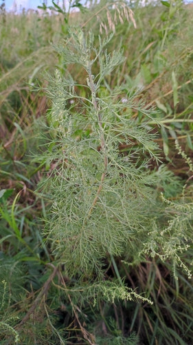 Herbe de cola — Bild 4