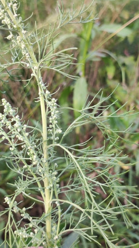 Herbe de cola — Bild 2