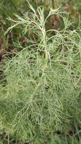 Herbe de cola — Bild 1