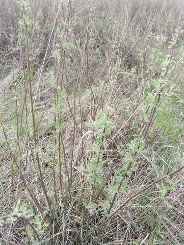 Herbe de cola — Bild 5