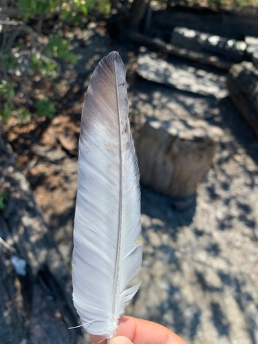 Columba Livia Forma Domestica — photo 1 sur 8