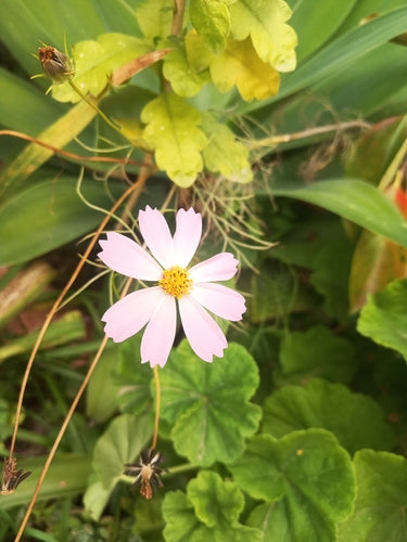 Cosmée — Bild 5