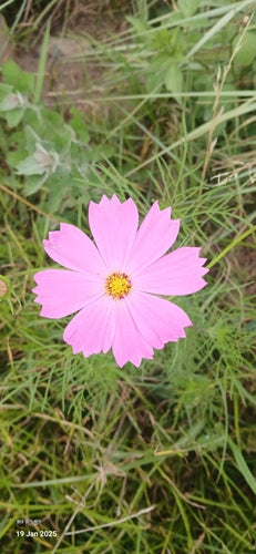 Cosmée — Bild 4