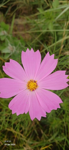Cosmée — Bild 3