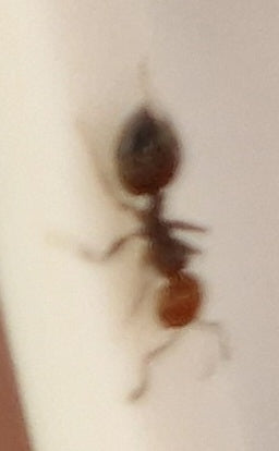 Crématogaster Scutellaris — Bild 5