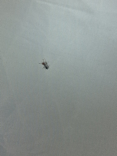 Crématogaster Scutellaris — Bild 3