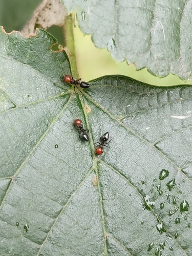 Crématogaster Scutellaris — Bild 2