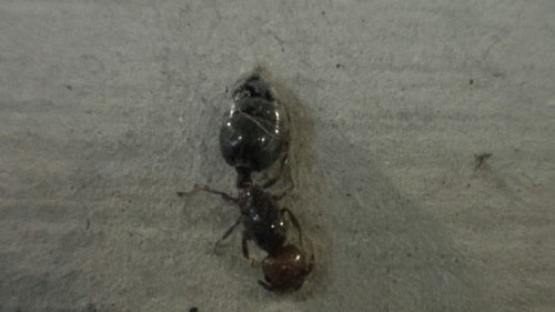 Crématogaster Scutellaris — Bild 4