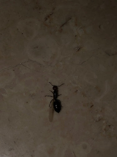 Crématogaster Scutellaris — Bild 1