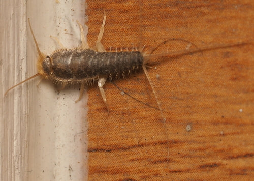 Cténolépisma longicaudata — Bild 3