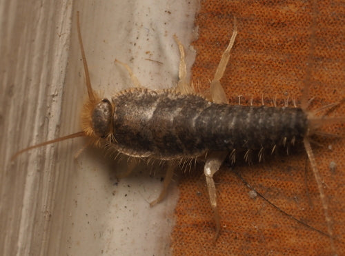 Cténolépisma longicaudata — Bild 4