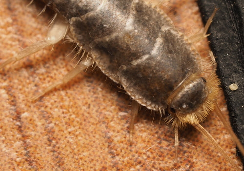 Cténolépisma longicaudata — Bild 5
