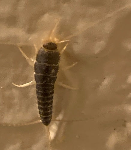 Cténolépisma longicaudata — Bild 2
