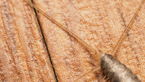 Cténolépisma longicaudata — Bild 5