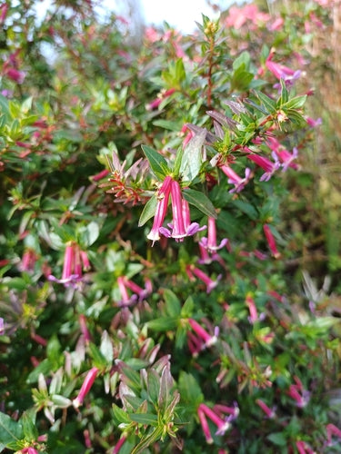 Cuphéa — Bild 5