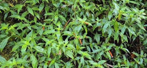 Cuphéa — Bild 2