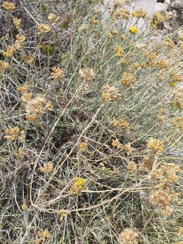 Herbe de curry — Bild 1