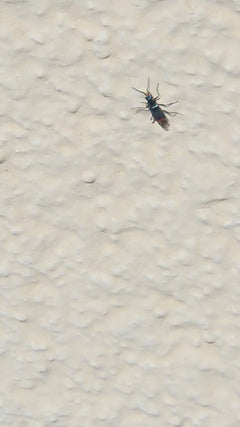 Coléoptère à deux points