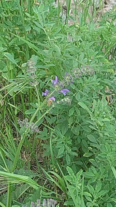 abeille