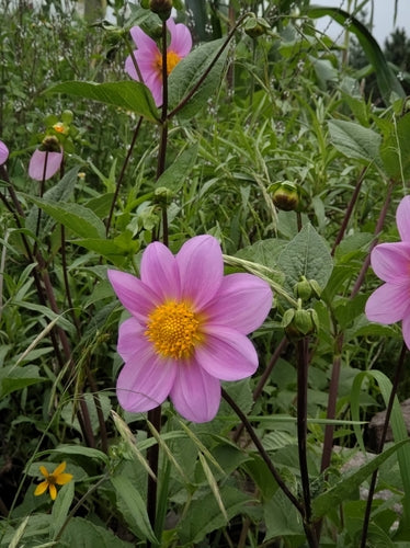 Dahlias — photo 2 sur 9