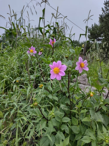 Dahlias — photo 1 sur 9