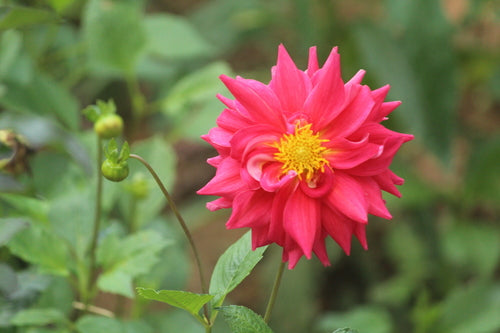 Dahlias — photo 4 sur 9