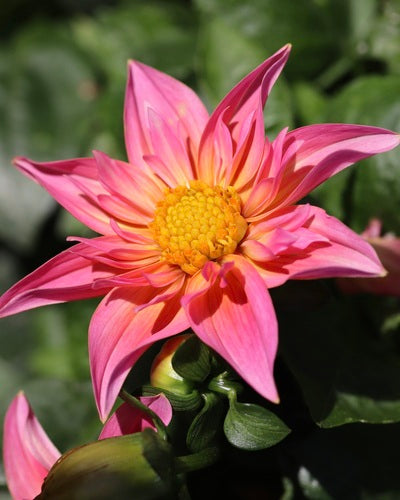 Dahlias — photo 5 sur 12