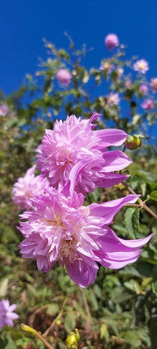 Dahlias — Bild 4