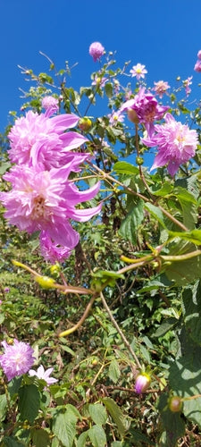 Dahlias — photo 5 sur 9