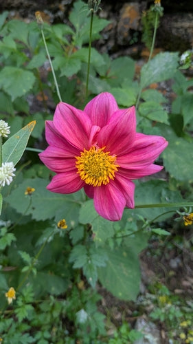 Dahlias — photo 3 sur 9