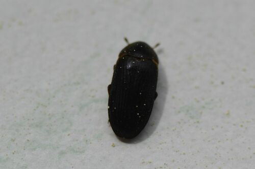 Dermestes Bicolore — Bild 1