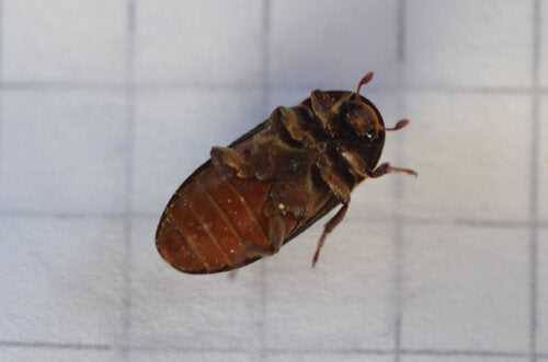 Dermestes Bicolore — Bild 5